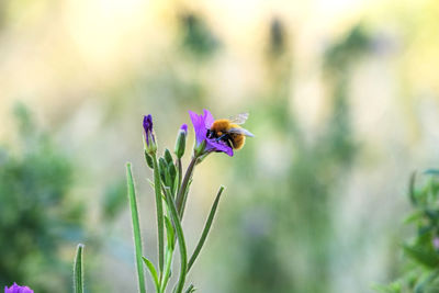 Close-up of purple flowering plant