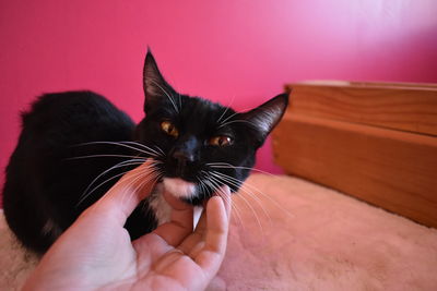 Close-up of hand holding cat