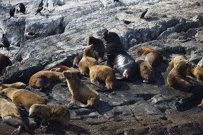 Isla de los lobos, ushuaia canal beagle