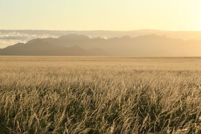 Scenic view of field against sky during sunset