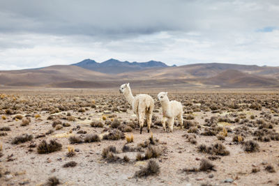 View of sheep on landscape against sky