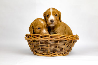 Close-up of dog in basket