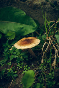 Close-up of mushroom