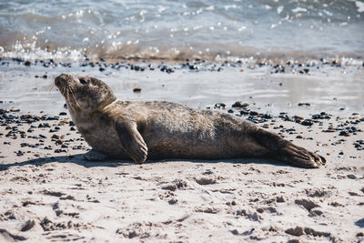 View of seal on beach