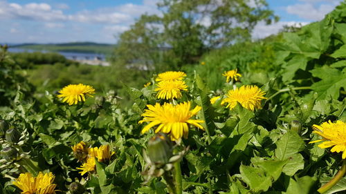 Close-up of yellow flowering plants on field