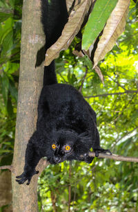 Close-up of black cat on tree trunk