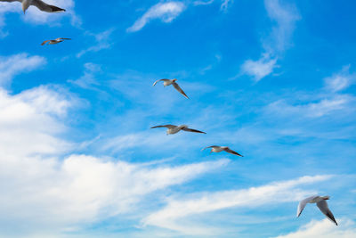 Low angle view of seagulls flying