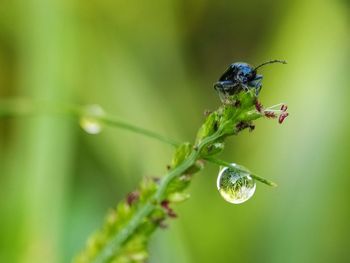 Close-up of insect on plant