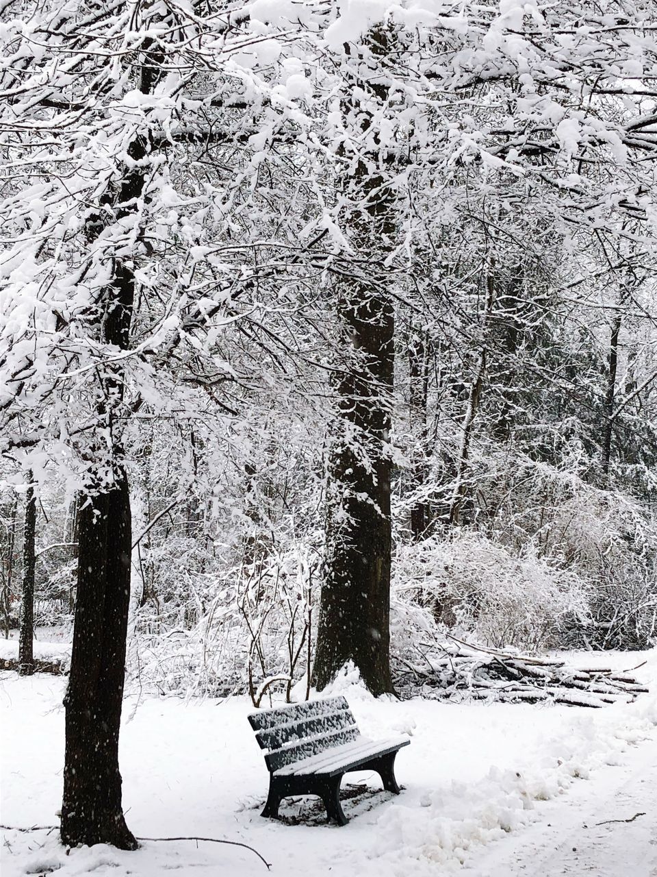 SNOW COVERED FIELD AND TREES