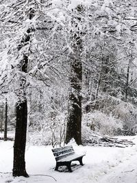 Snow covered trees on field