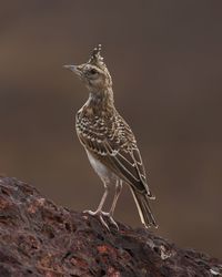 Close-up of bird perching on rock