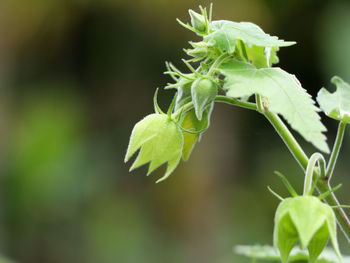 Close-up of green plant