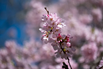 Close-up of pink cherry blossom