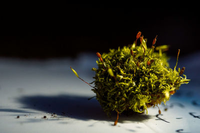 Close-up of insect on plant