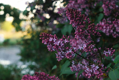 Close-up of pink flowering plants in park