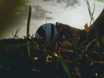 Close-up of grass on field against sky during sunset