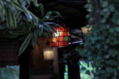 Close-up of christmas tree