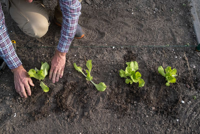 Low section of woman standing amidst plants