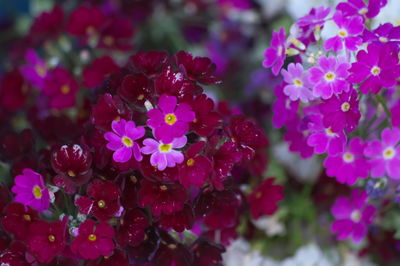 Close-up of pink flowering plant in park