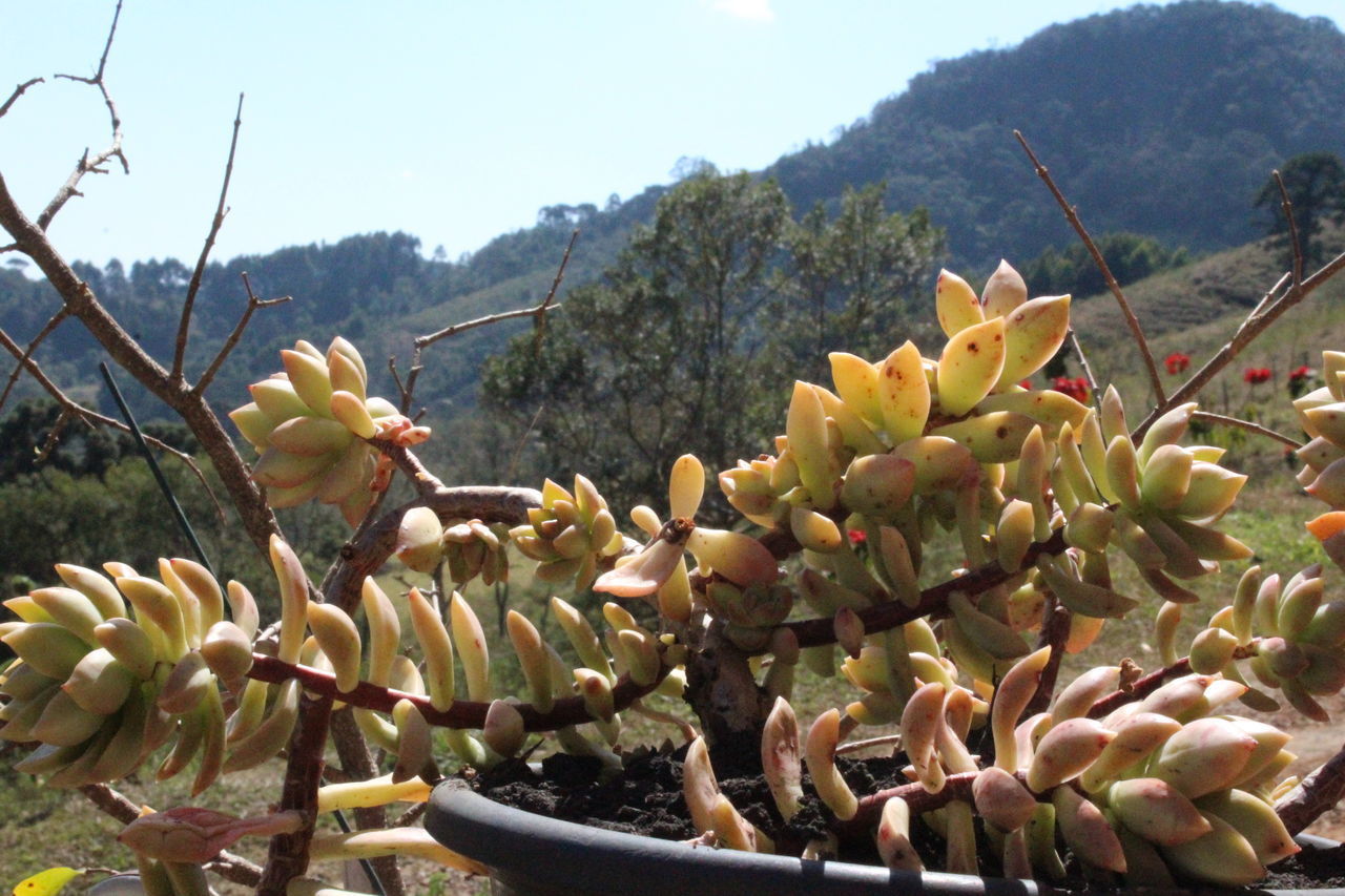 CLOSE-UP OF SUCCULENT PLANT BY WATER