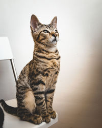 Close-up of cat sitting against wall