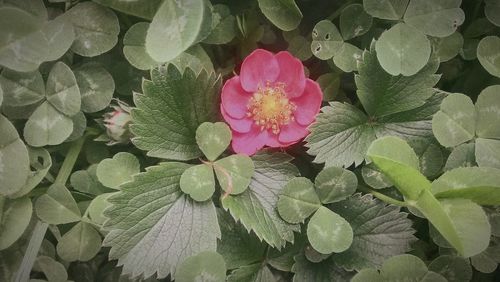 Close-up of pink flower