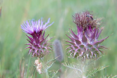 Close-up of thistle blooming outdoors