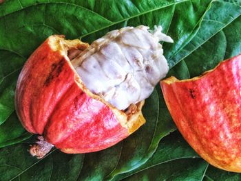 Close-up of red rose on leaves
