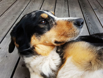 Close-up of dog sitting outdoors