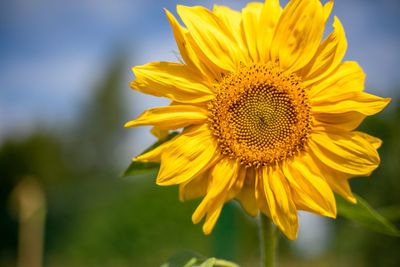 Close-up of yellow sunflower