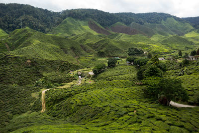 Scenic view of agricultural field