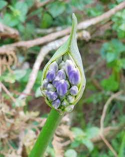 Close-up of purple flowering plant on field