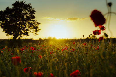 Scenic view of field against sky during sunset