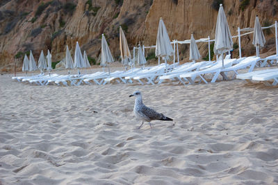 Seagull perching on a beach