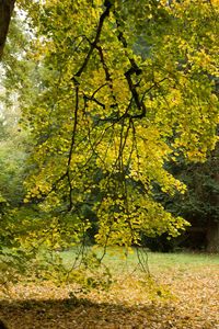 Trees in forest during autumn