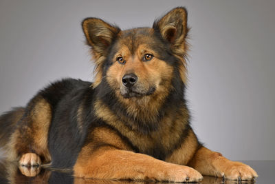 Portrait of dog against black background