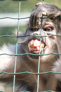 Close-up of a monkey