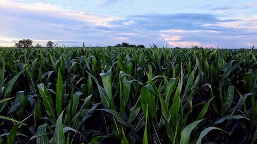 View of stalks in field against cloudy sky