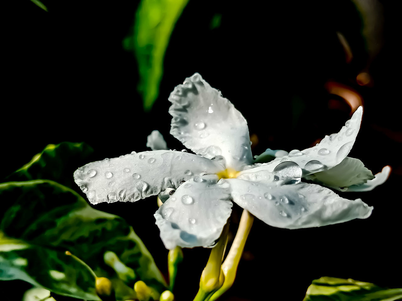 CLOSE-UP OF RAINDROPS ON WHITE ROSE