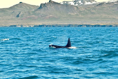 Killer whale with the coast of iceland in the background