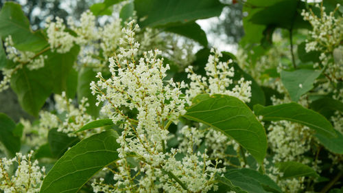 Close-up of white flowering plant