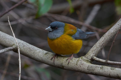 Close-up of bird perching on branch