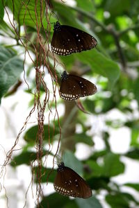 Close-up of butterfly perching on leaf