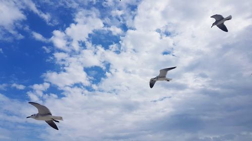 Low angle view of seagulls flying