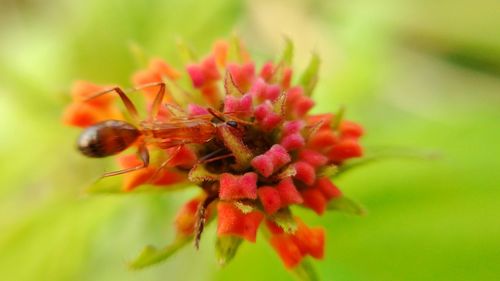 Close-up of bee pollinating on fresh flower