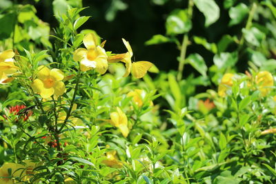 Close-up of yellow flowers blooming in park