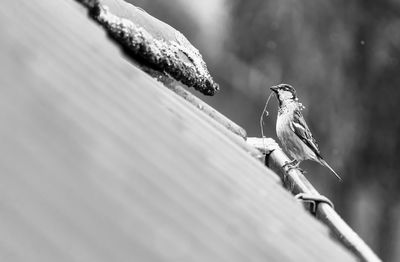 Close-up of bird perching on wood