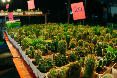 Potted plants at market stall