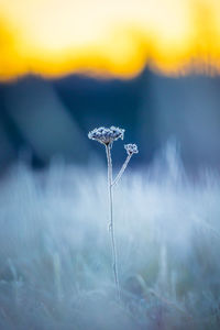 Gilded frost. autumn's captive bloom embraces the sunrise. northern europe during autumn.