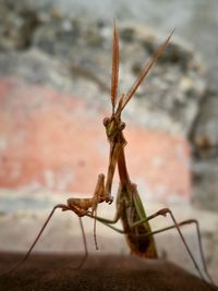 Close-up of insect